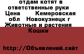 отдам котят в ответственные руки › Цена ­ 1 - Кемеровская обл., Новокузнецк г. Животные и растения » Кошки   